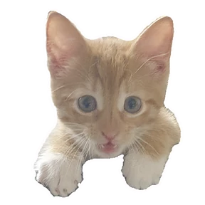 Korjik_Ku — стикер для MAX