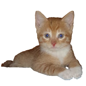 Korjik_Ku — стикер для MAX