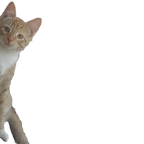 Korjik_Ku — стикер для MAX