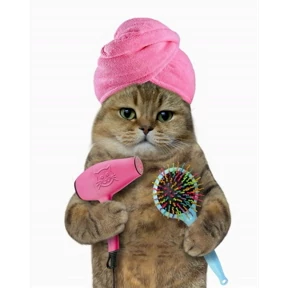 Котики — стикер для MAX