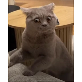 Котики — стикер для MAX