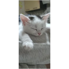 Кошаки — стикер для MAX