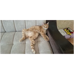Кошаки — стикер для MAX
