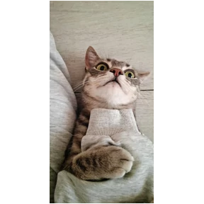 Кошаки — стикер для MAX