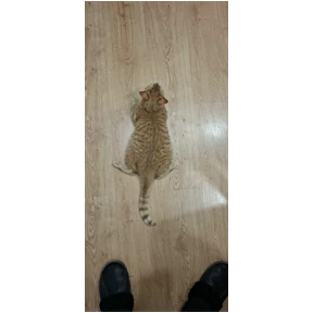 Кошаки — стикер для MAX