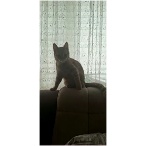 Кошаки — стикер для MAX