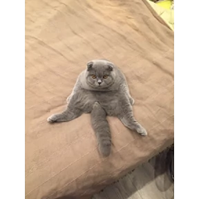 Котикилапотики — стикер для MAX