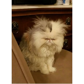 Котикилапотики — стикер для MAX