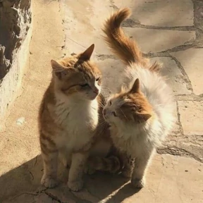 Котикилапотики — стикер для MAX