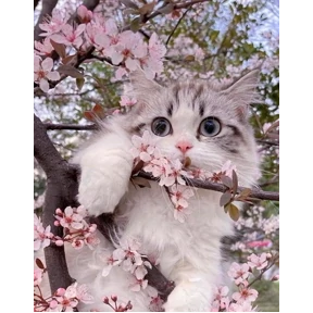 Котикилапотики — стикер для MAX