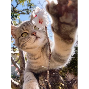 Котикилапотики — стикер для MAX