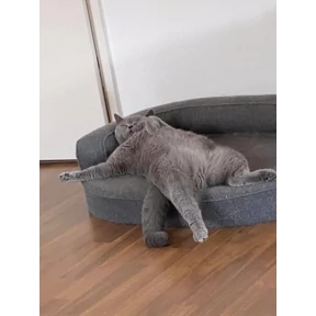 Котикилапотики — стикер для MAX