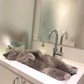 Котикилапотики — стикер для MAX