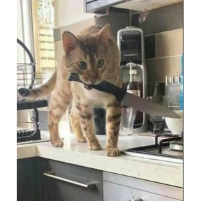 Котикилапотики — стикер для MAX