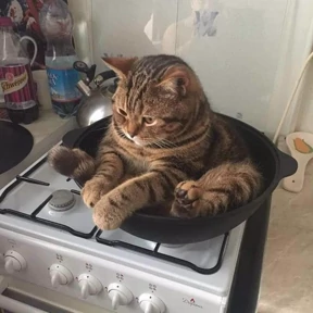 Котикилапотики — стикер для MAX