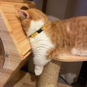 Котикилапотики — стикер для MAX