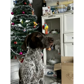 Карат — стикер для MAX