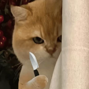 Кошаки — стикер для MAX