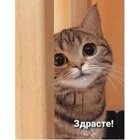 Кошаки — стикер для MAX