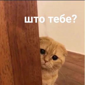 Кошаки — стикер для MAX