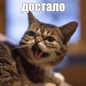 Кошаки — стикер для MAX