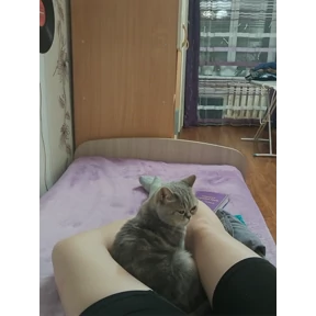 Алиса — стикер для MAX