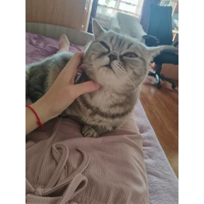 Алиса — стикер для MAX