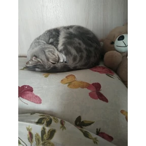 Алиса — стикер для MAX