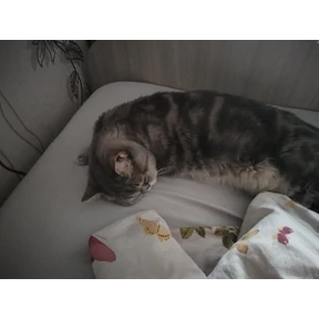Алиса — стикер для MAX