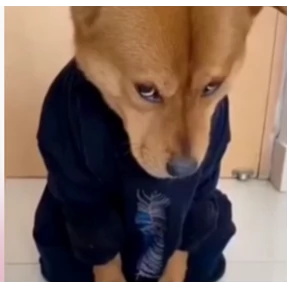 стики зески — стикер для MAX