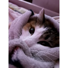 Любимые — стикер для MAX