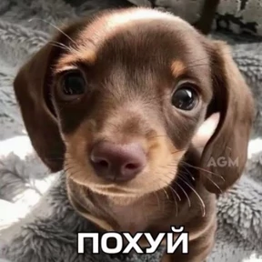 Svertexxx — стикер для MAX