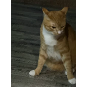 Буб — стикер для MAX