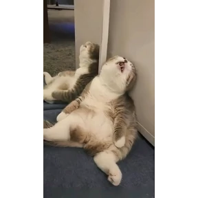 Котюни — стикер для MAX