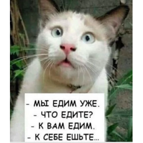 Котюни — стикер для MAX