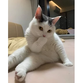 Котюни — стикер для MAX