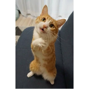 Котюни — стикер для MAX