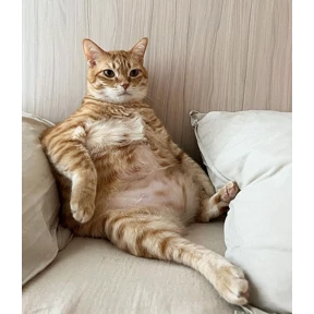 Котюни — стикер для MAX