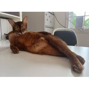 Котюни — стикер для MAX