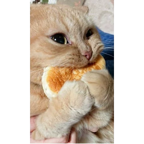 Котюни — стикер для MAX