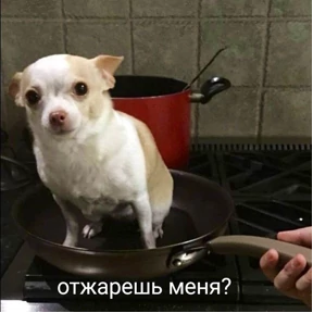 Выхухоль — стикер для MAX