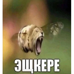спороч кароч! — стикер для MAX
