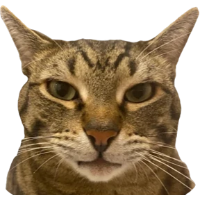 Сын коты — стикер для MAX