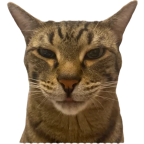 Сын коты — стикер для MAX