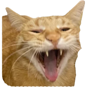 Сын коты — стикер для MAX
