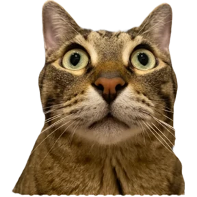 Сын коты — стикер для MAX