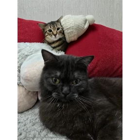 Фрося — стикер для MAX