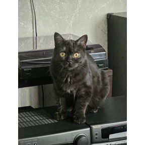 Фрося — стикер для MAX