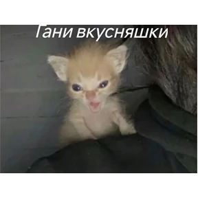 КОТИКИ))) — стикер для MAX