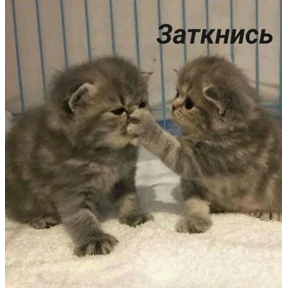 КОТИКИ))) — стикер для MAX